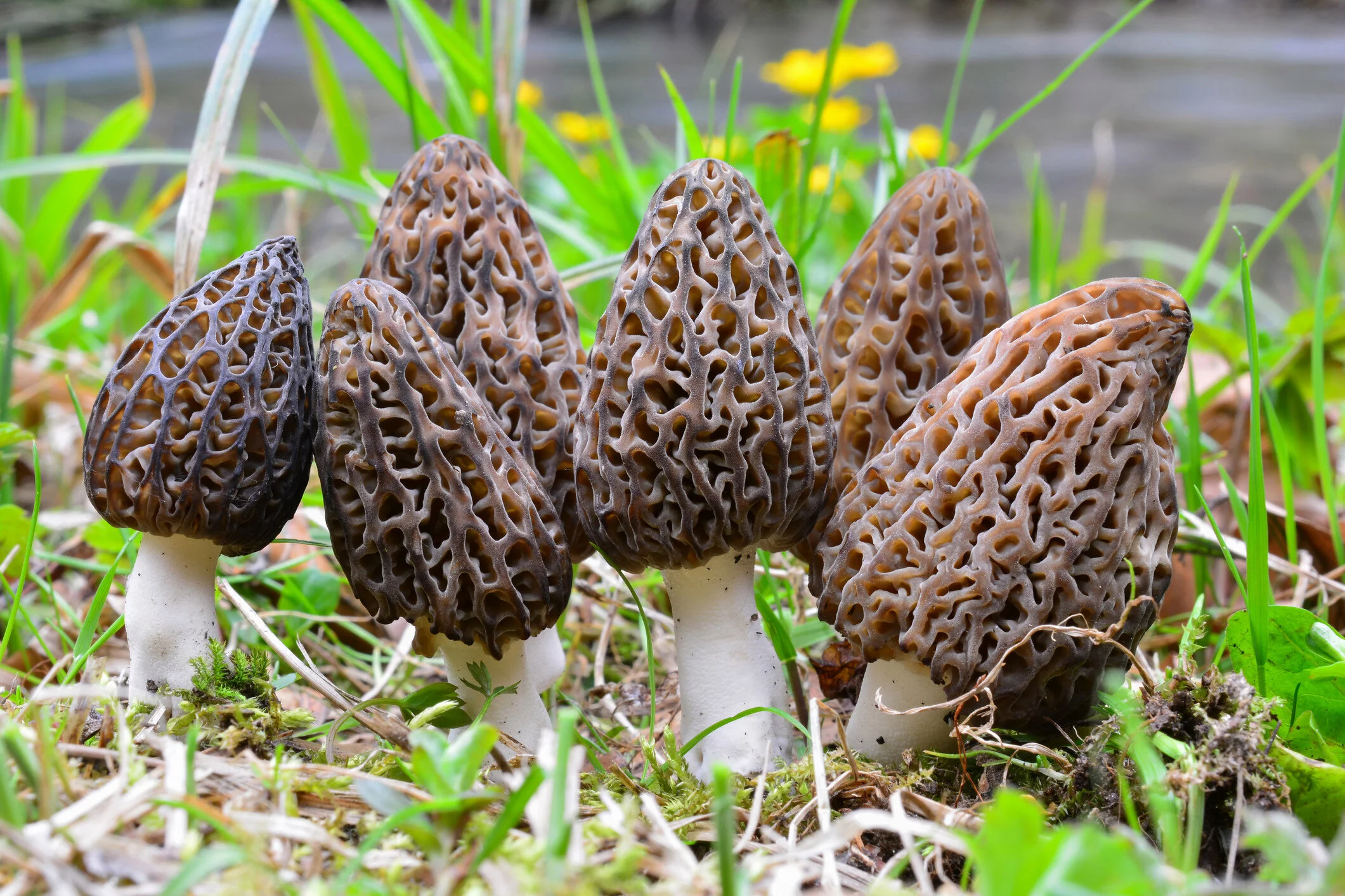 morels mushroom close-up