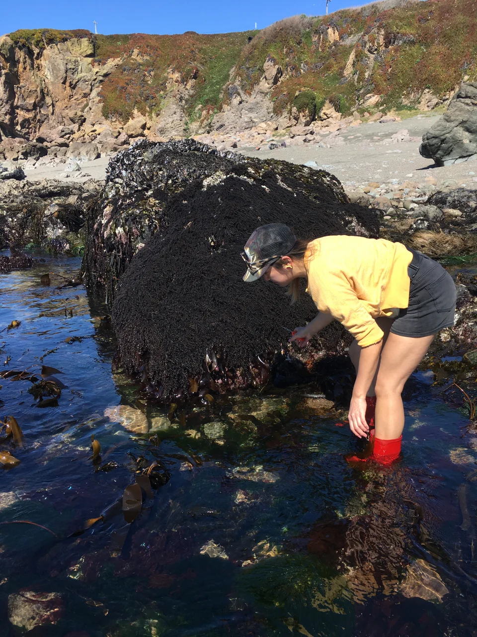 Nori seaweed