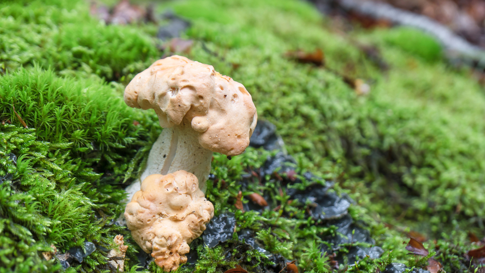 Wild Hedgehog Mushrooms: Easily Identifiable And Delicious