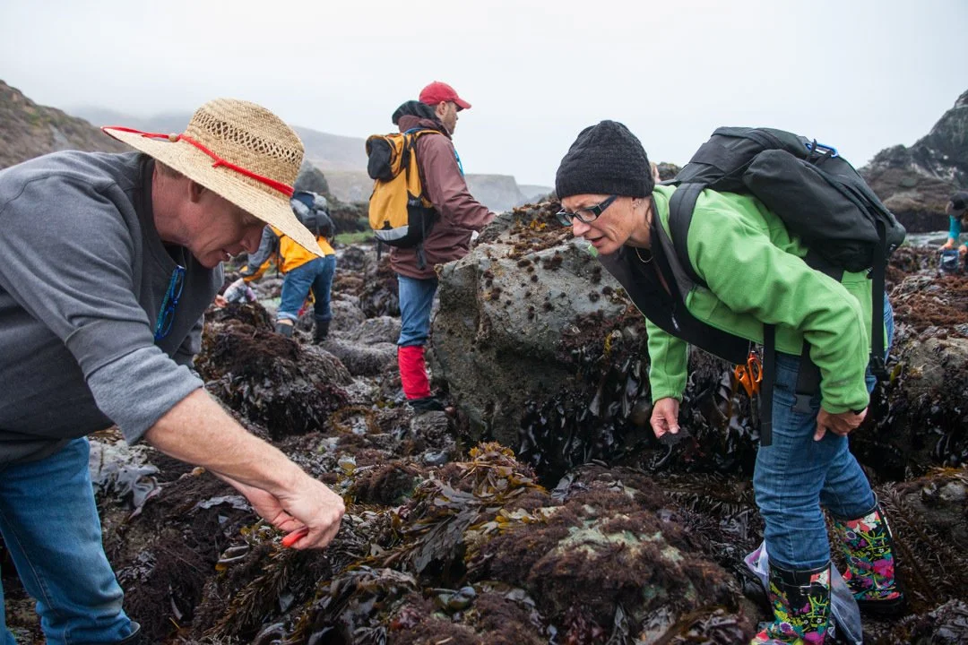 forageSF coastal class learning in the tidepools