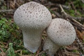 Puffball Mushroom