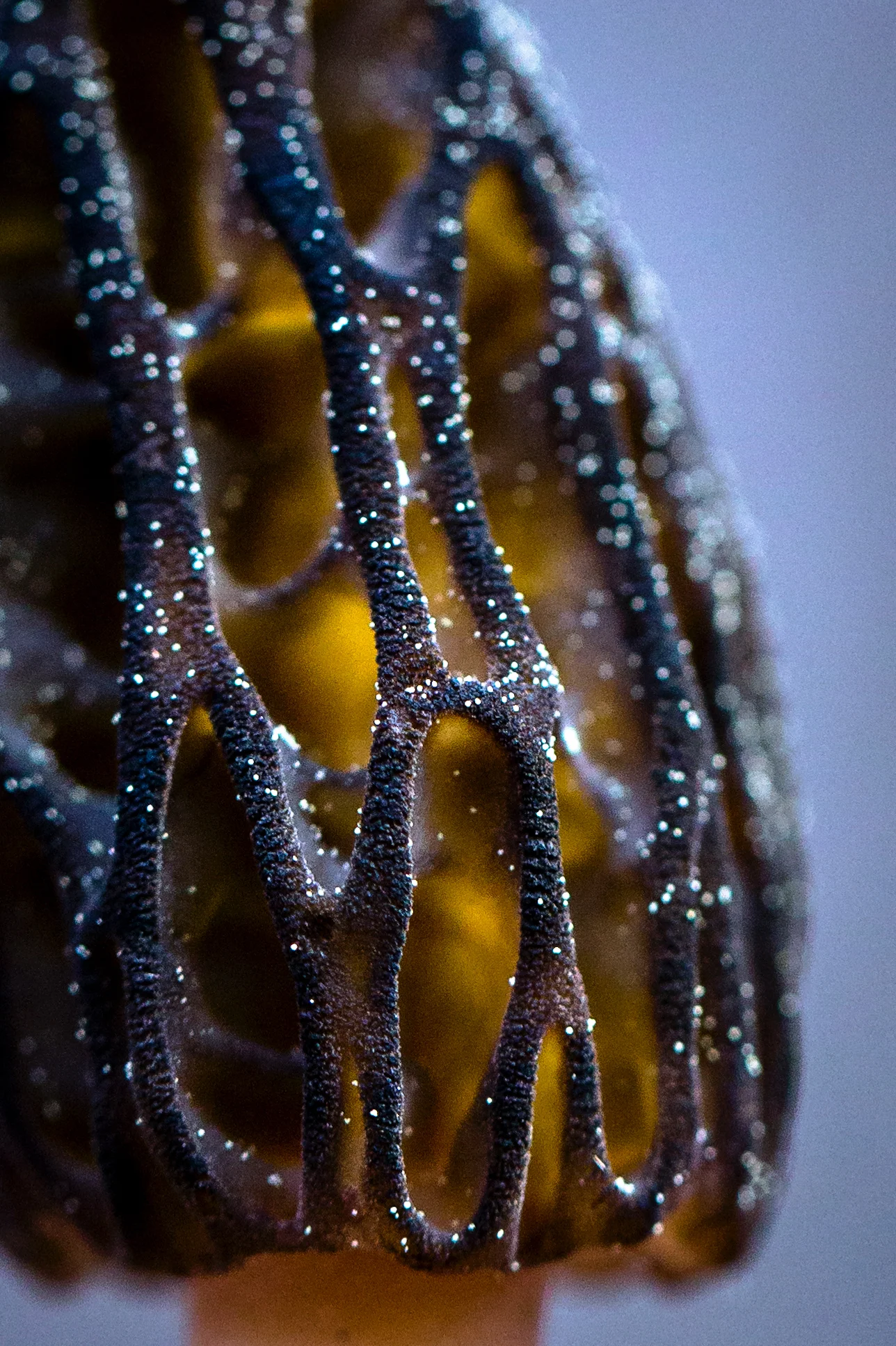 Morel Mushroom