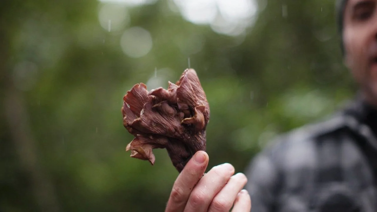 man holding a mushroom in his hand close-up