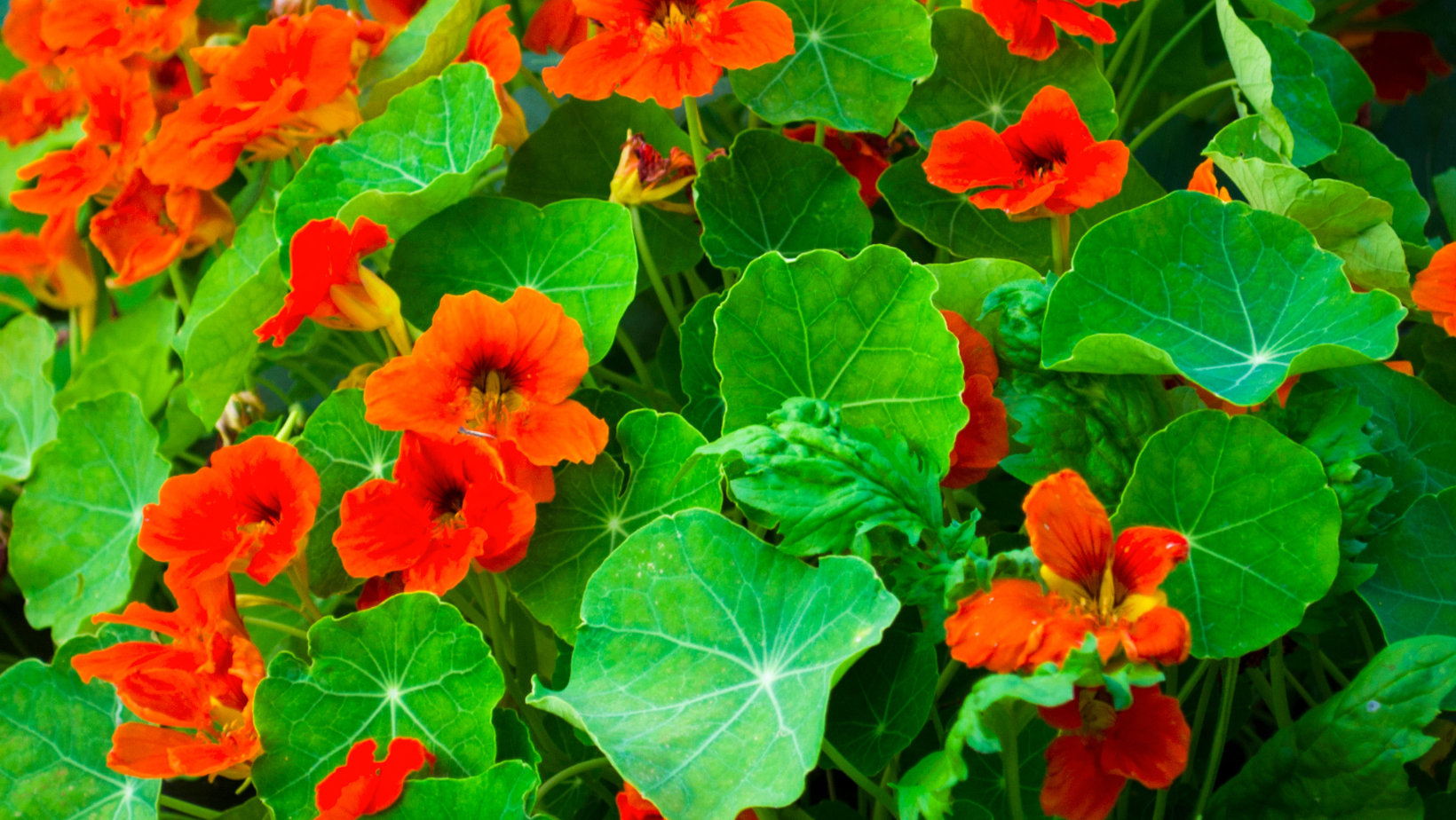 Eat your weeds! Nasturtium Pesto Recipe