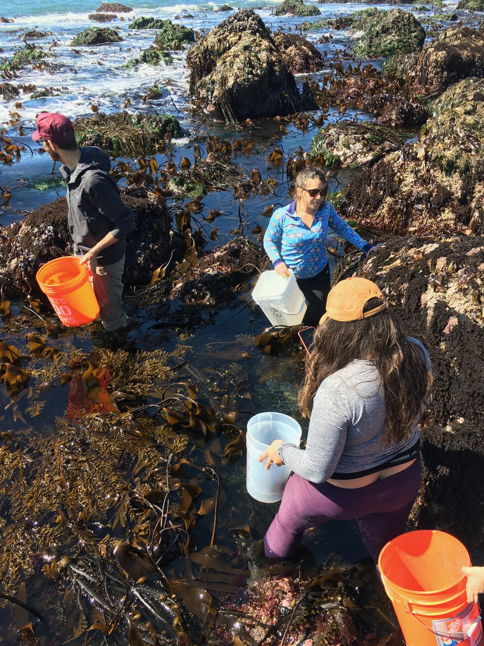 forageSF group harvesting seaweed along the coast