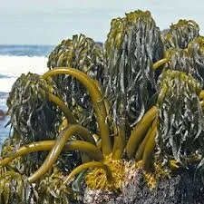 Sea Palm