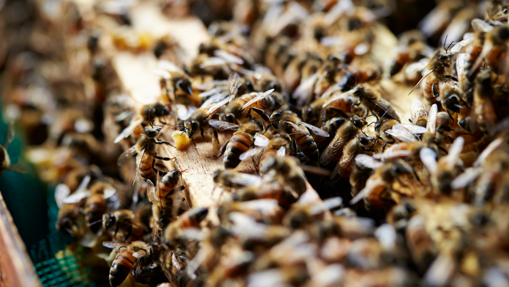 My adventures with Beekeeping 101