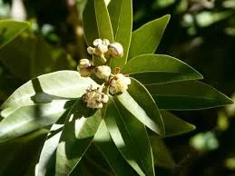 California Bay Leaves