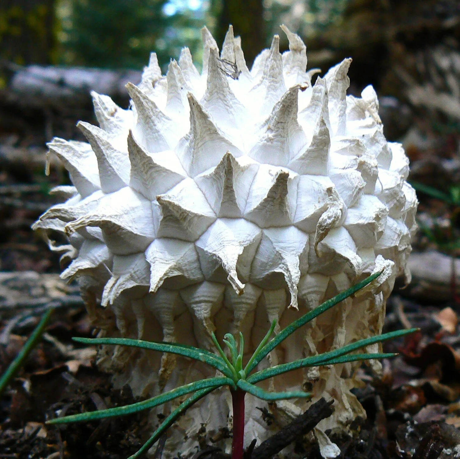 Wild Edible Mushrooms With Unique Appearances