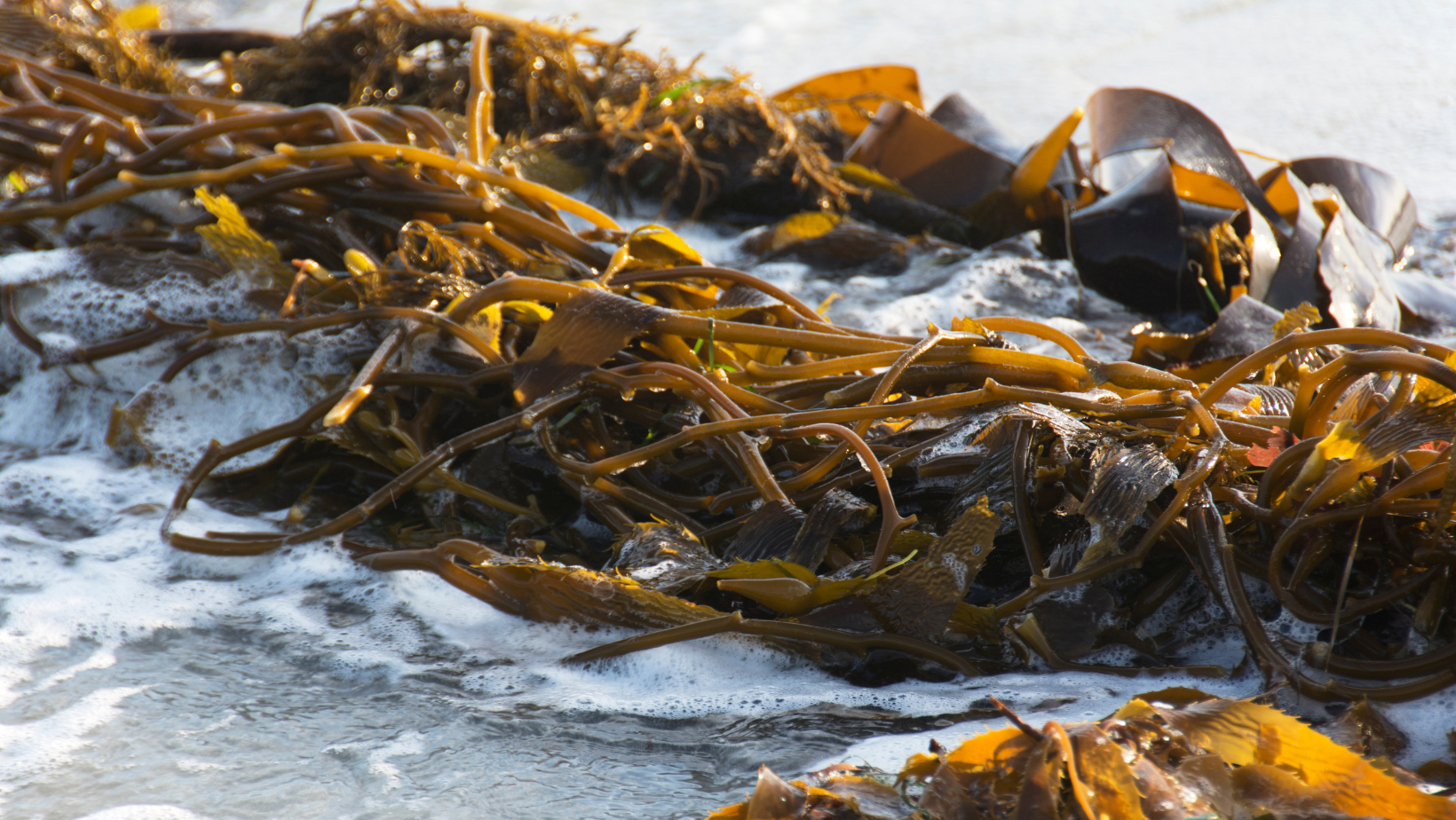 Bullwhip Kelp: The Seaweed You Can Pickle!