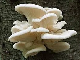 Oyster Mushrooms