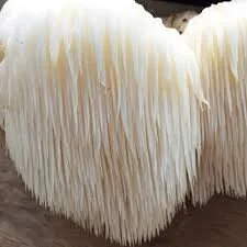 Lion’s Mane Mushrooms