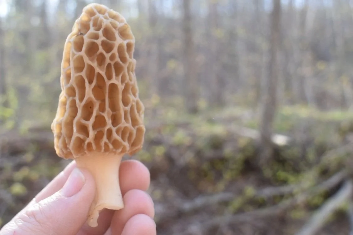 Sierra Spring Mushroom Foraging