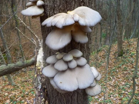 Oyster mushroom