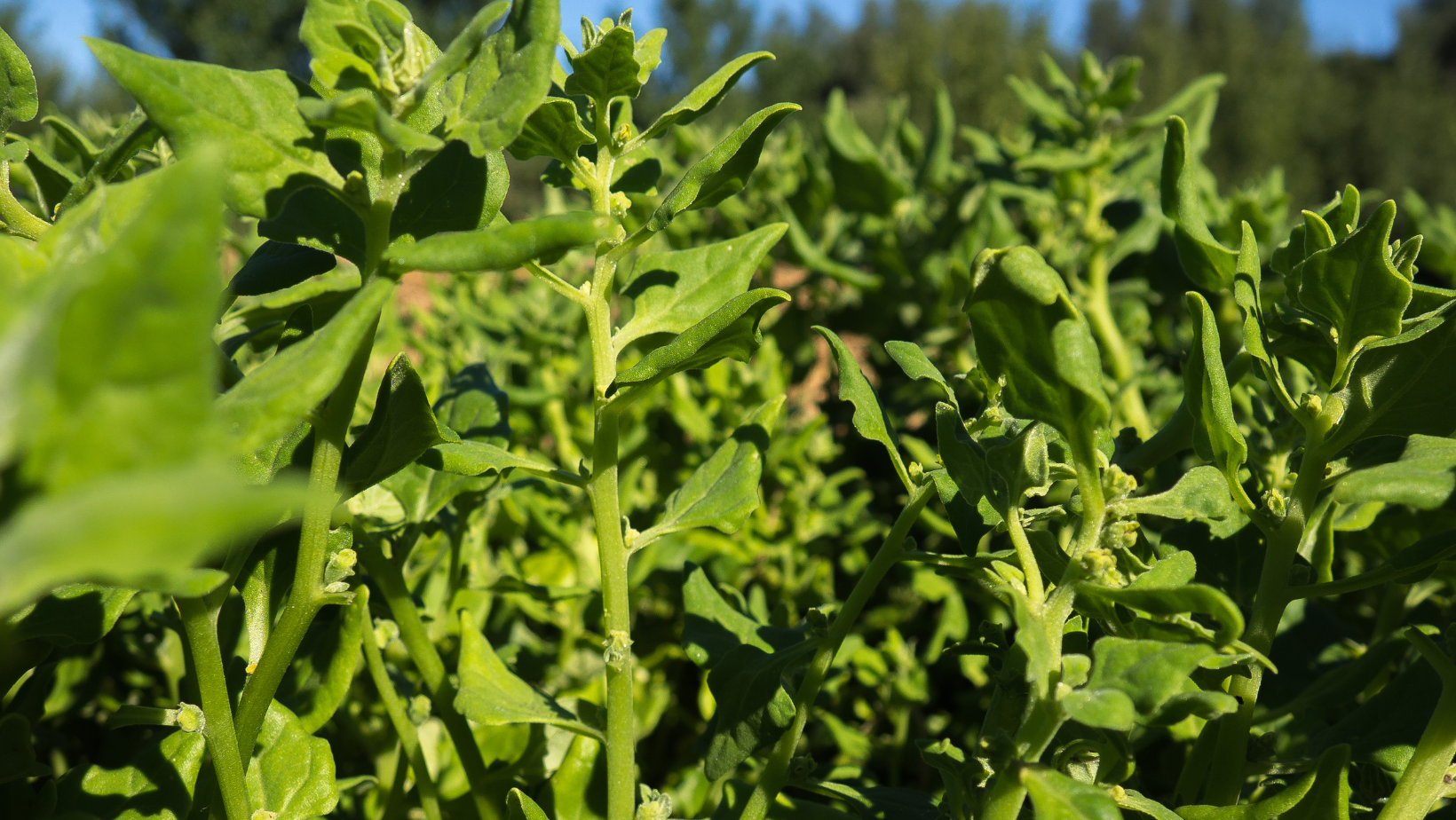 A Summer Pasta Recipe