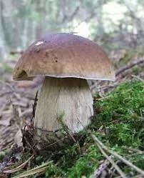 Porcini Mushrooms