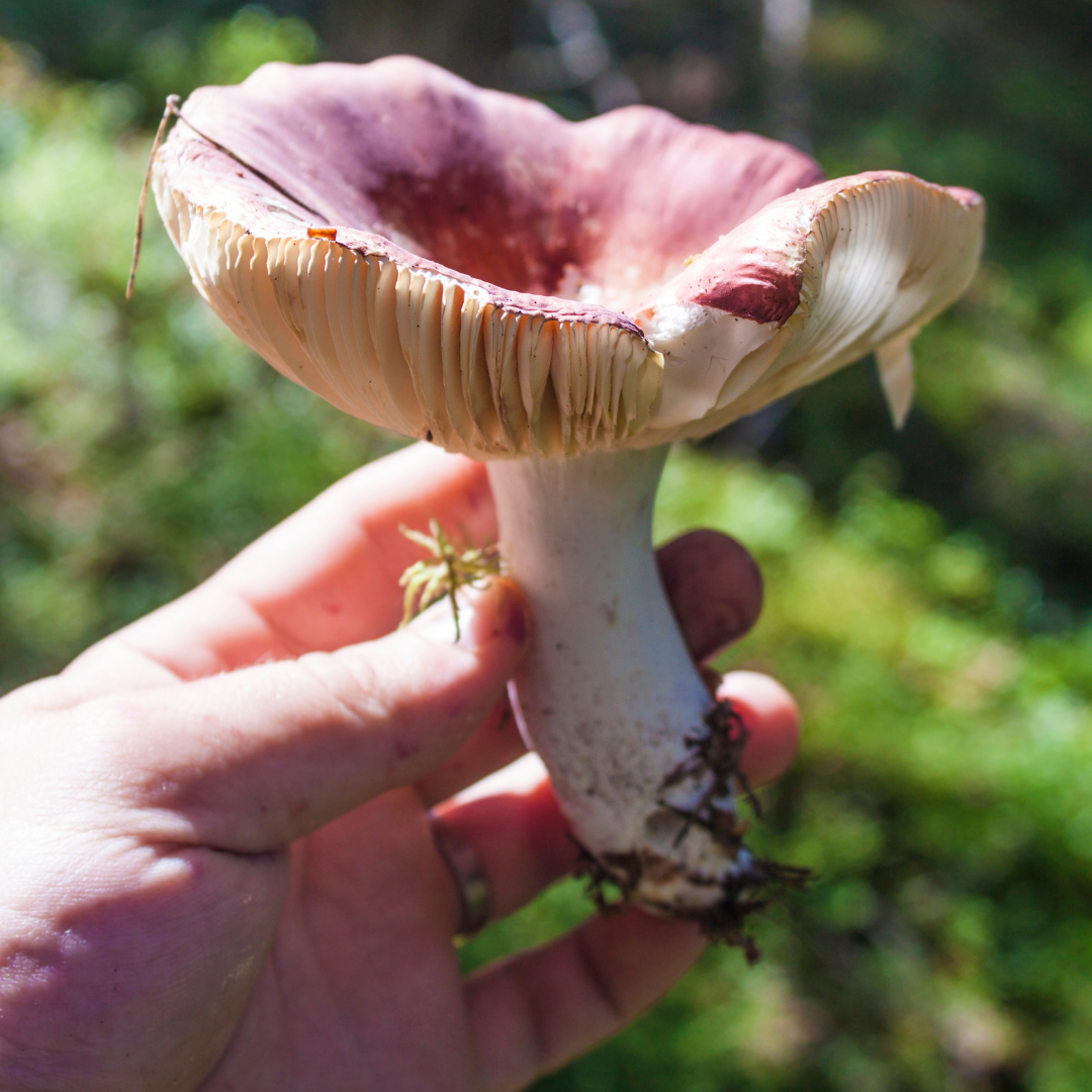 Health Benefits of Mushroom Foraging    