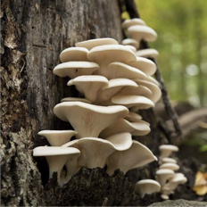 Oyster mushroom