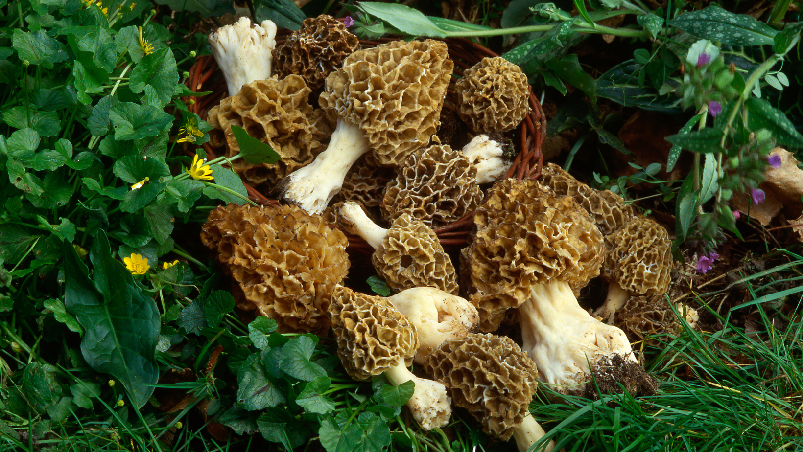 A Morel Dilemma: AND a recipe
