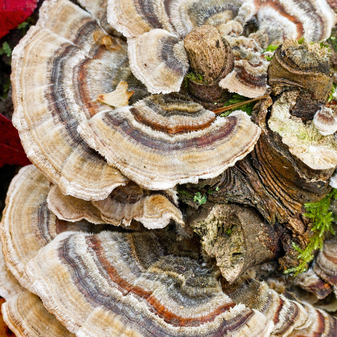Introducing Two of the Best Medicinal Wild Mushrooms in Northern California!