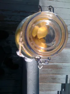 lemon