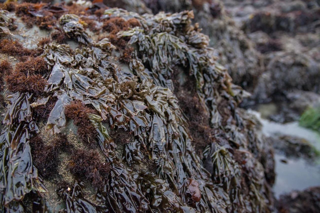 20150108_Kelp_Harvest-73.jpg