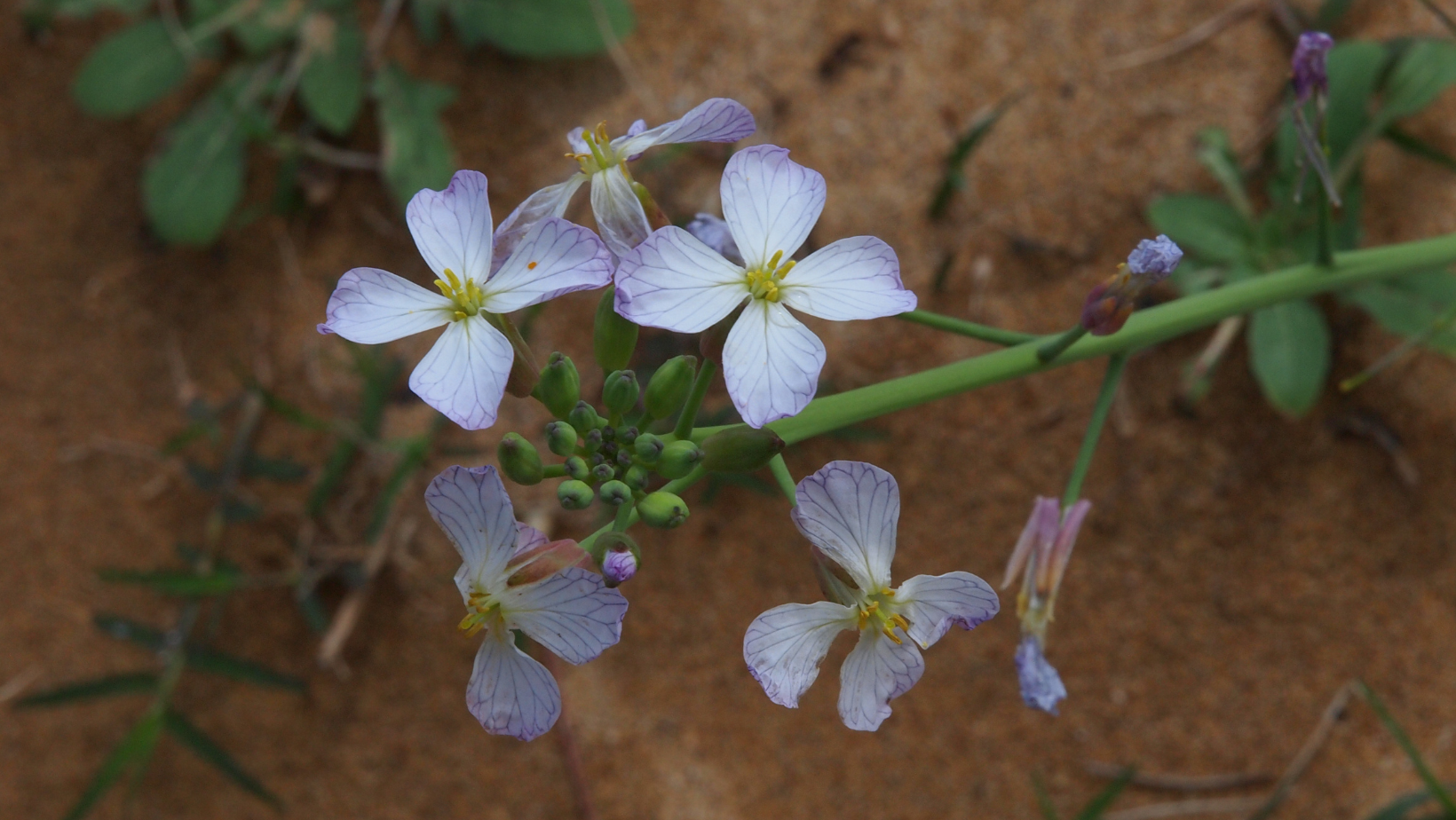 Wild Radish: A spicy and abundant wild edible you need to know!