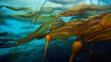 Bullwhip Kelp