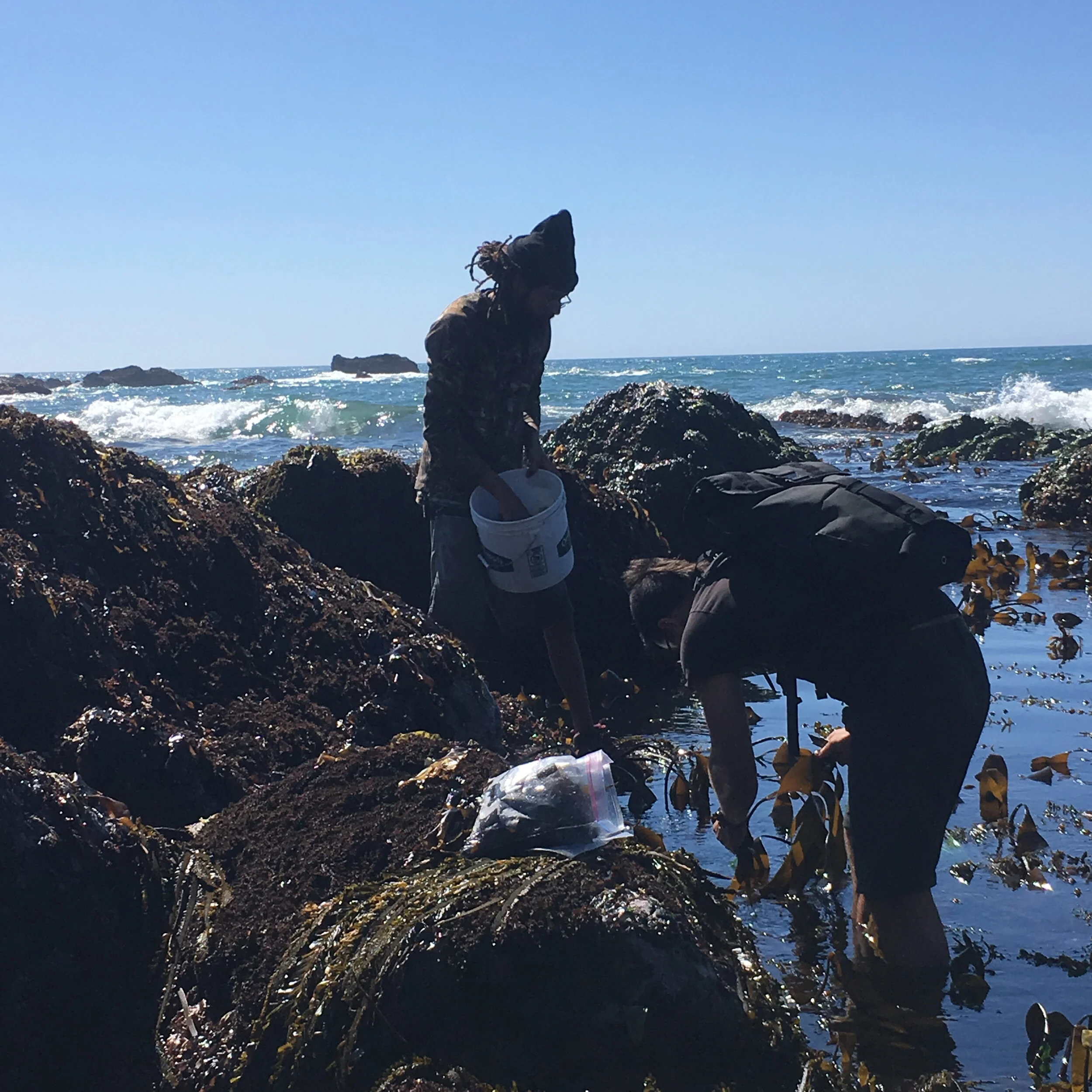Group of people getting Kombu Seaweed