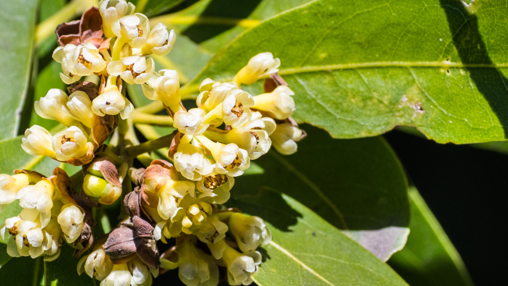 California Bay: Don't Buy Bay, forage it!