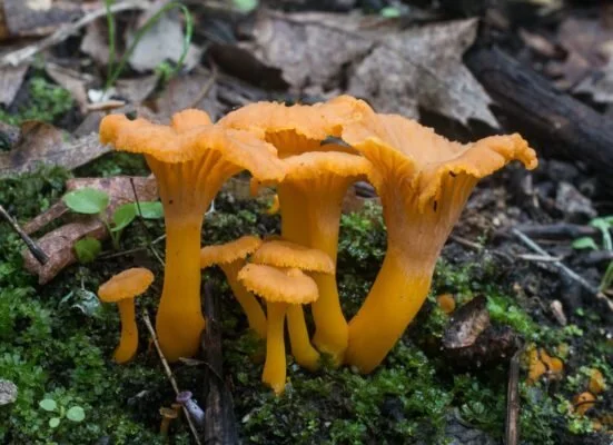 Winter Chanterelles