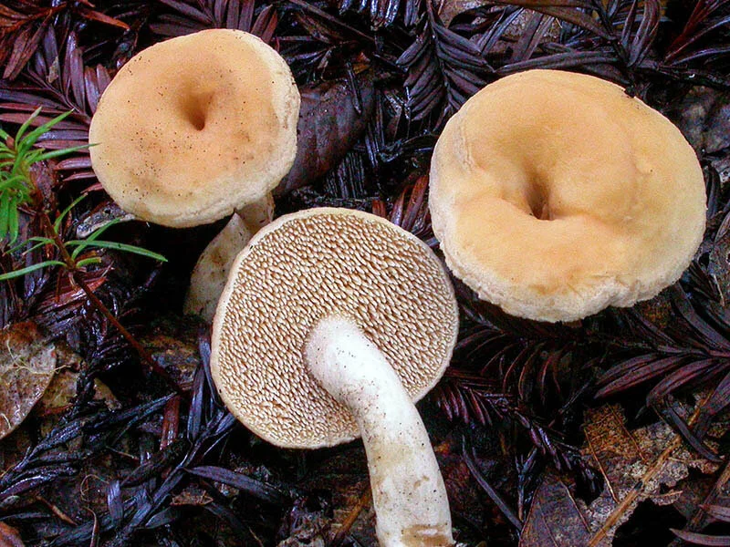 Hedgehog mushroom