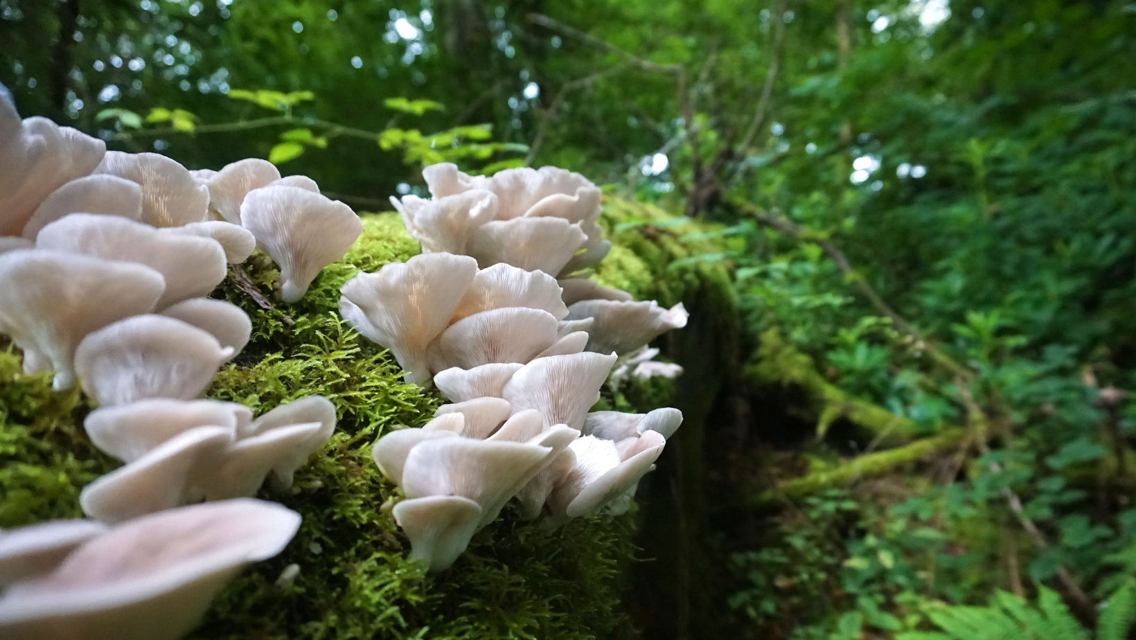 Tips On How To Find And Cook Wild Oyster Mushrooms