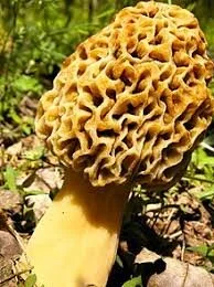 Blonde Morel
