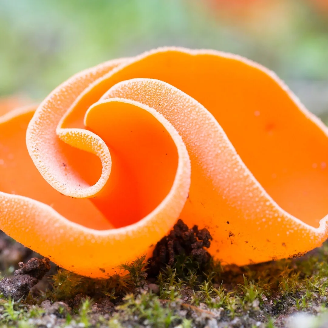 Expand Your Mushroom Portfolio With These Unique Mushrooms!    
