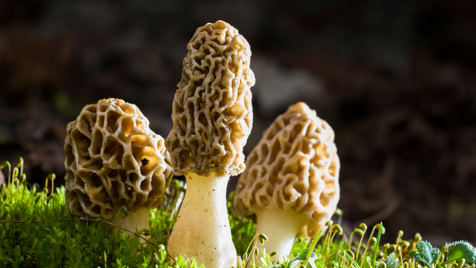 Finding And Frying Wild Morels!