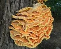 Chicken Of The Woods