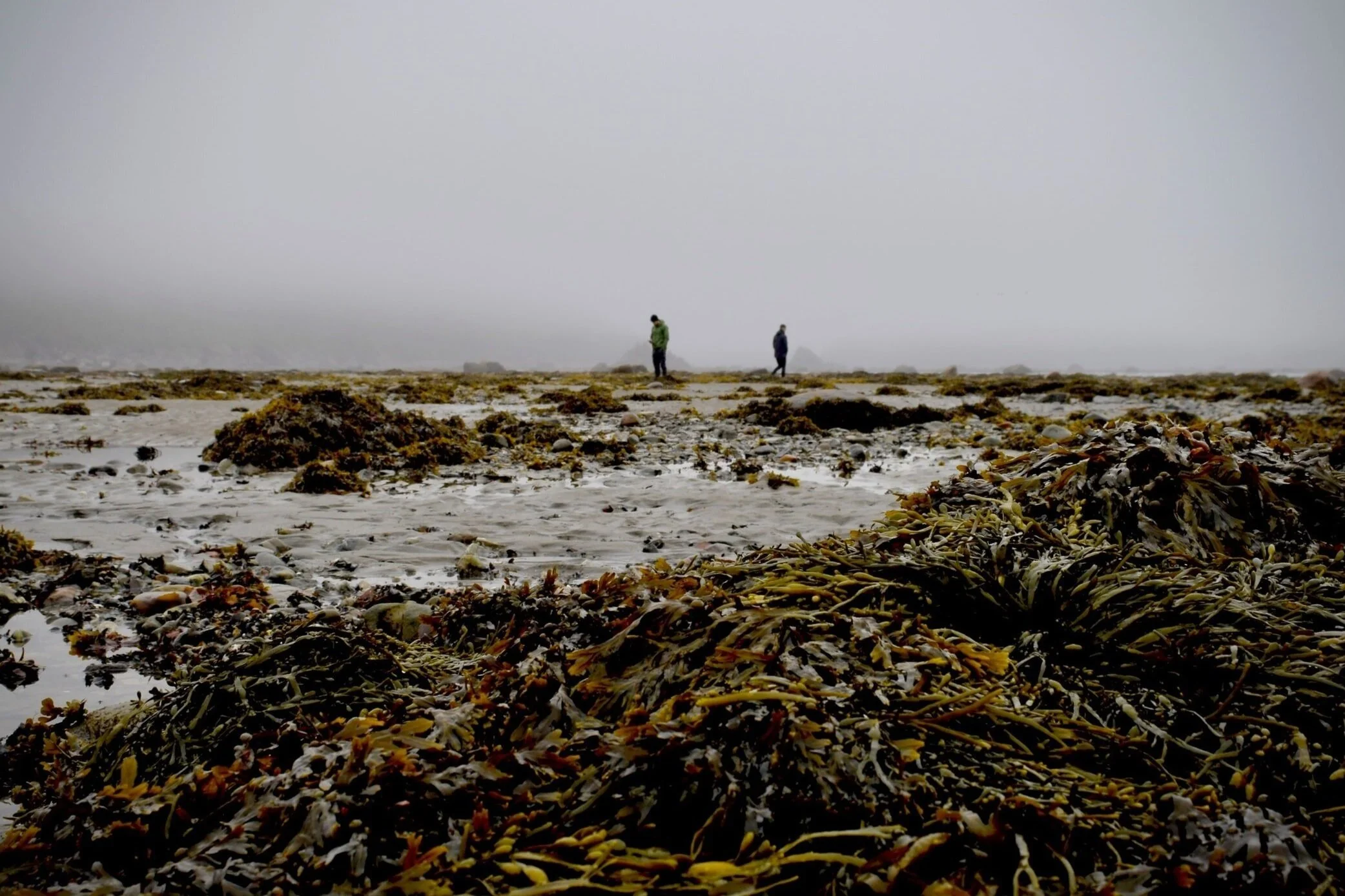 Seaweed Foraging Class