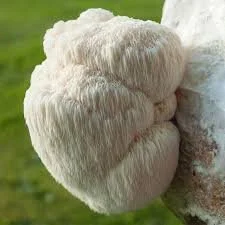 Lion’s Mane Mushrooms