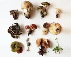 Assorted Mushrooms