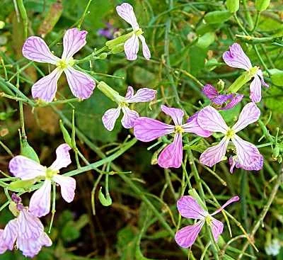 Wild Radish