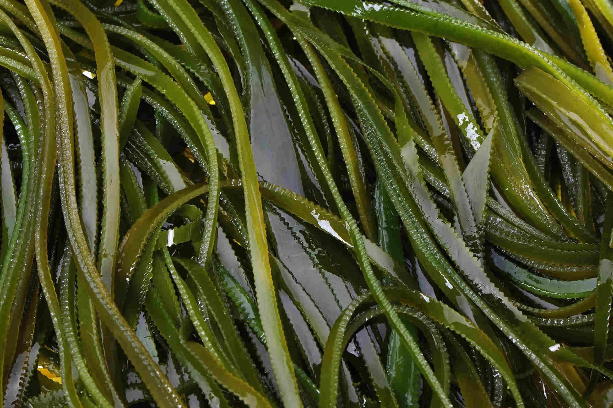 seaweed close-up