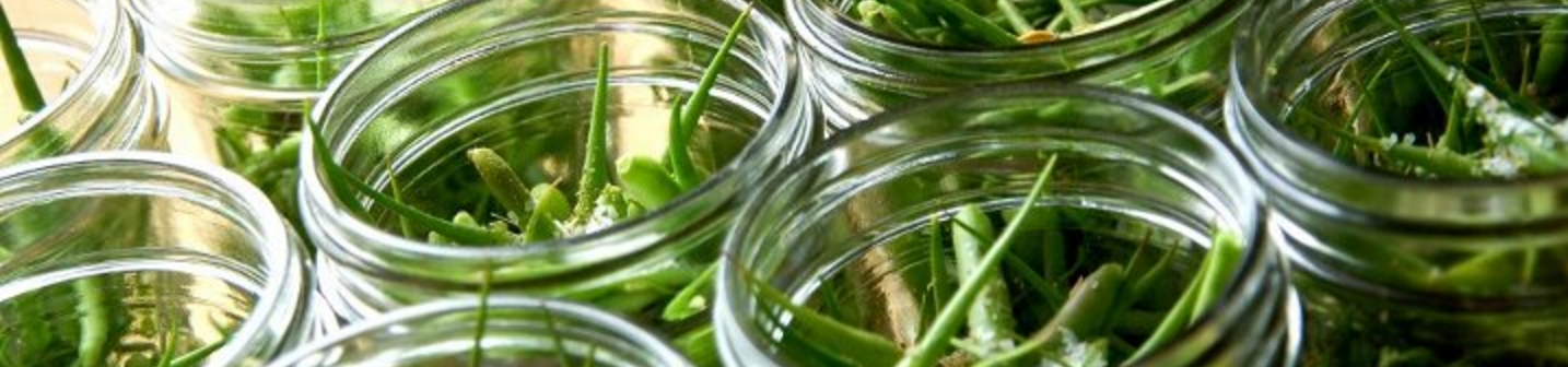 Radish seed pod recipe