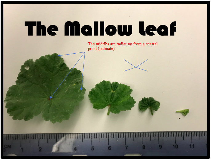Mallow cheese wheel chart