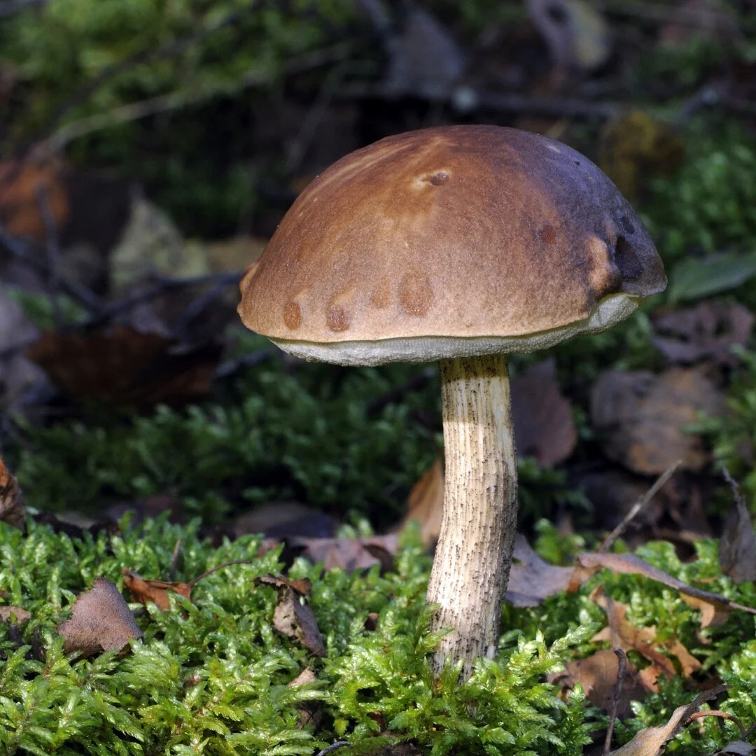  Finding Northern California’s Birch Bolete Mushrooms!