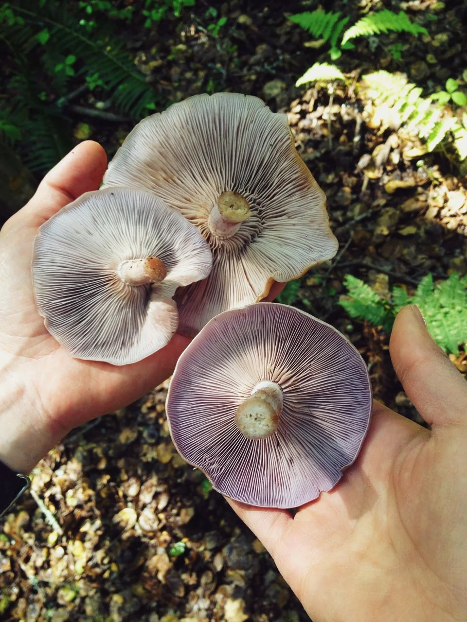 24_MushroomForaging_forageSF040614_AndriaLo.jpg