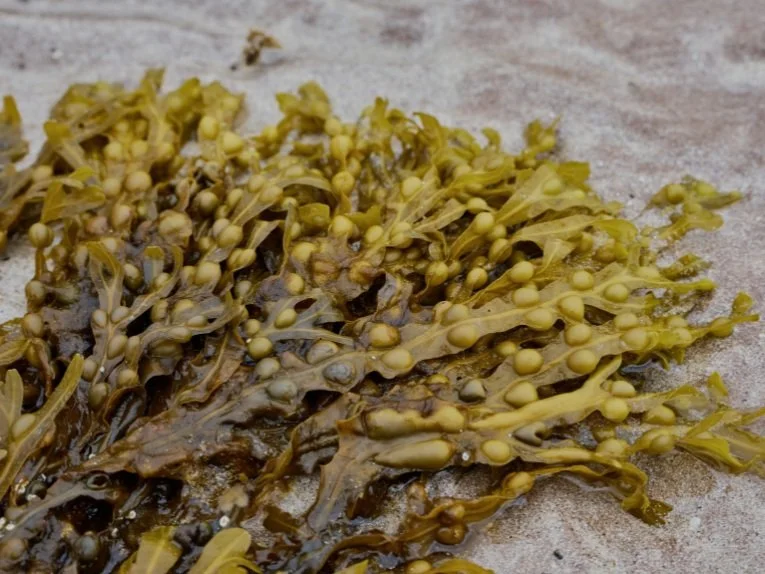 Bladderwrack seaweed on the shore