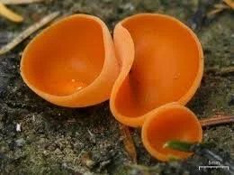 Orang Peel Fungus