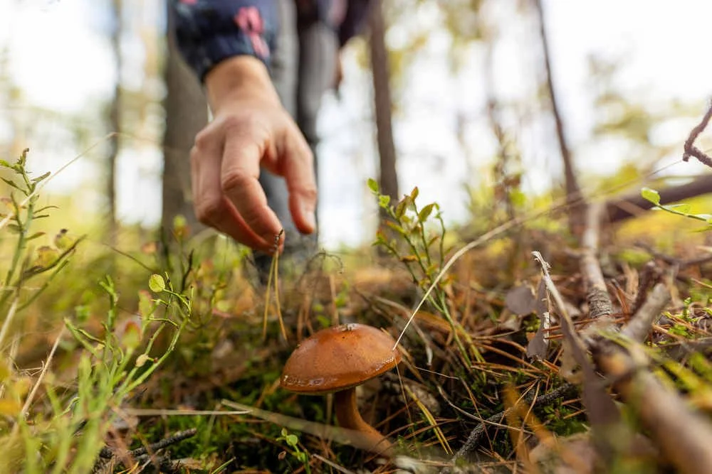 hand reaching for a mushroom in the forest