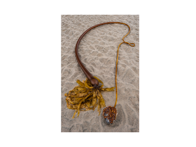 Bullwhip kelp